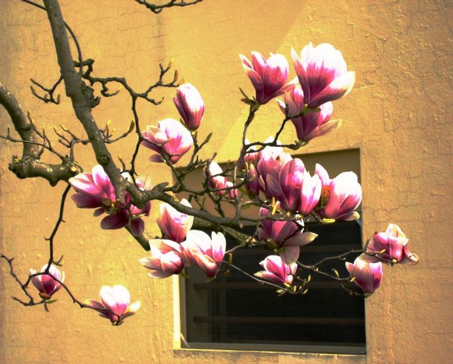  - magnolia-rosa-del-mio-vicino