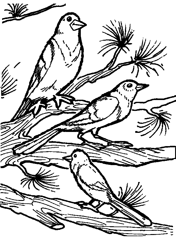 Disegno 61 Uccelli