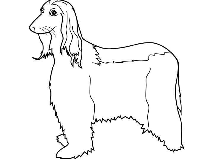 Disegno 20 Cani