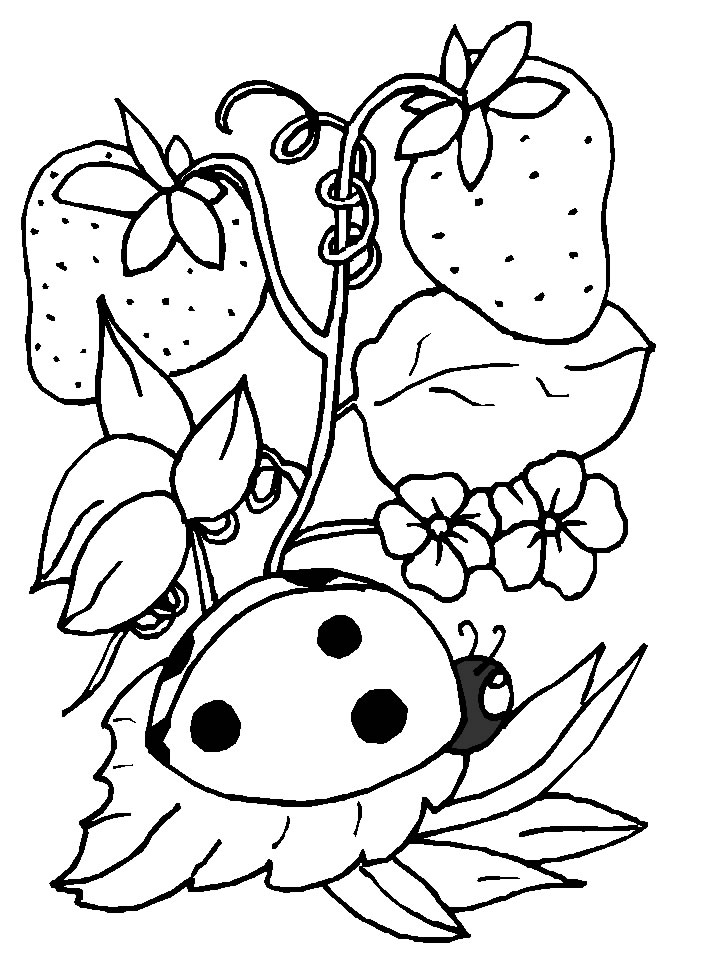 Disegno 3 Coccinelle