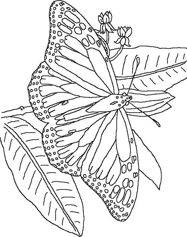 Disegno 139 Farfalle