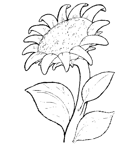 Disegno 10 Fiori