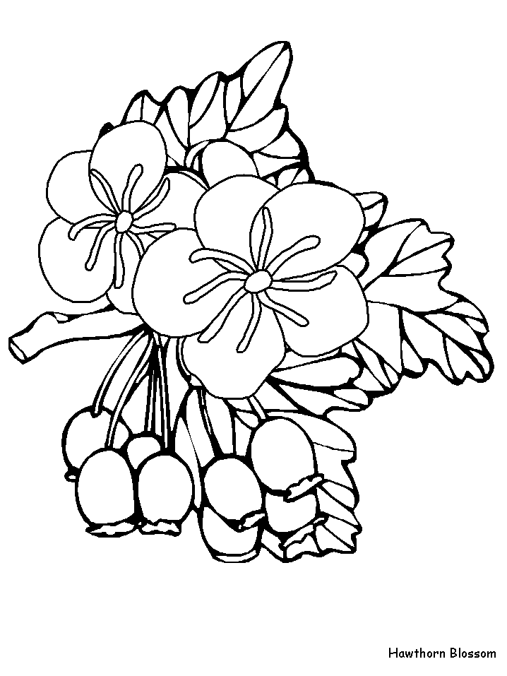 Disegno 116 Fiori