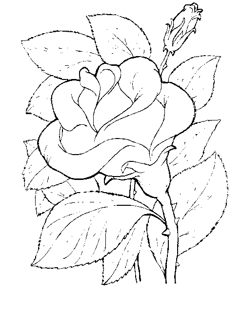 Disegno 16 Fiori