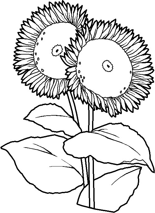 Disegno 23 Fiori