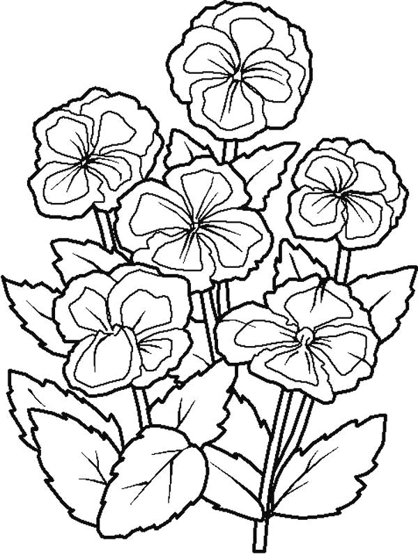 Disegno 31 Fiori