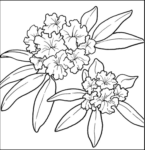 Disegno 41 Fiori