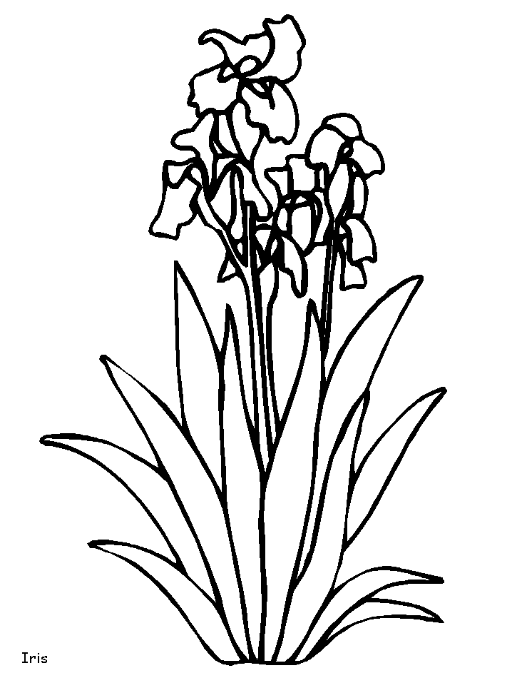 Disegno 77 Fiori