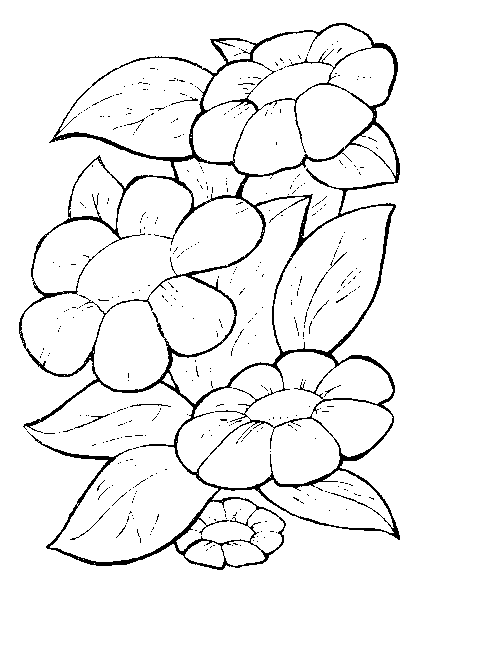 Disegno 8 Fiori