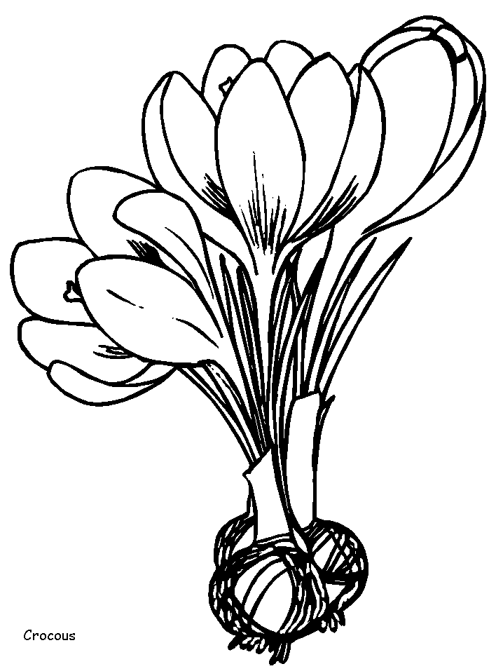 Disegno 81 Fiori