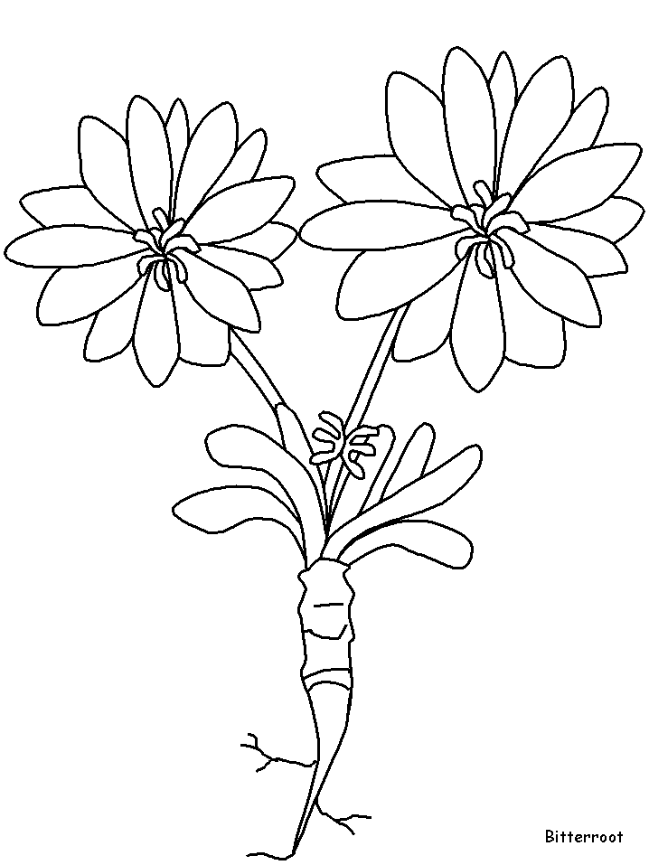 Disegno 85 Fiori