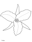 Disegno 79 Fiori