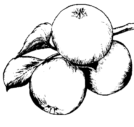 Disegno 37 Frutta verdura