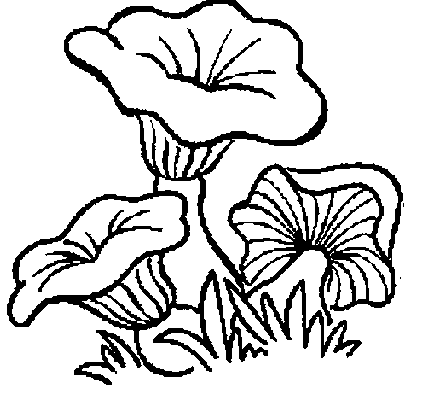 Disegno 1 Funghi