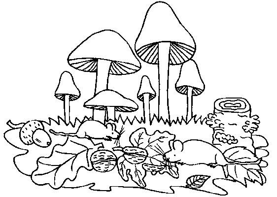 Disegno 12 Funghi