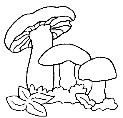 Disegno 19 Funghi