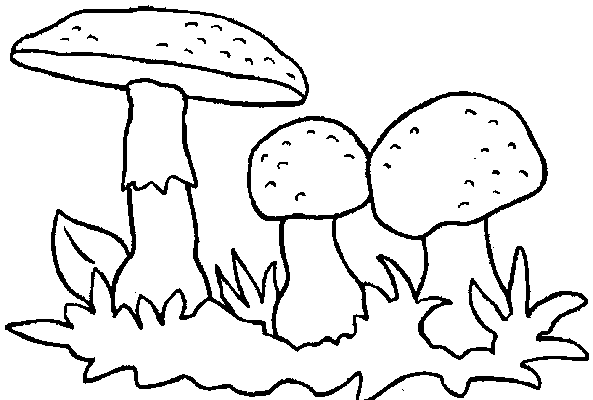 Disegno 21 Funghi