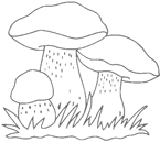 Disegno 23 Funghi