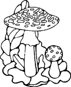 Disegno 9 Funghi