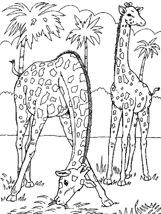 Disegno 16 Giraffe