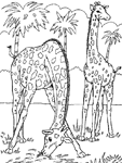 Disegno 16 Giraffe