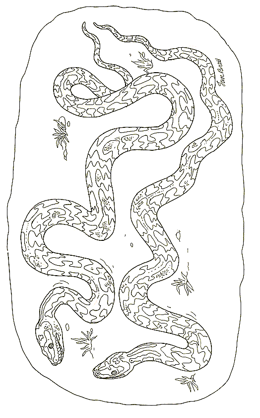 Disegno 34 Serpenti