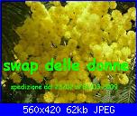 SWAP DELLE DONNE-mimosamvc335fis0-jpg