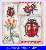 Coccinelle / Coccinella-ladybird-jpg