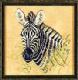 Animali esotici/selvatici-34-484-zebra-jpg