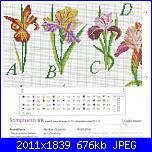 Iris-abc-iris-2-jpg