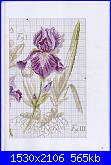 Iris-dfea-28-035-jpg