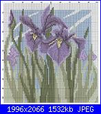 Iris-iris-1-jpg