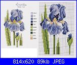 Iris-n-jpg