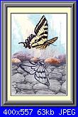 Sue Coleman - CS 318 - Butterfly Reflection-sue-coleman-cs-318-butterfly-reflection-jpg