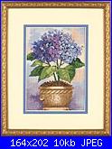 Dimensions 6959 - Hydrangea in Bloom-dimensions-6959-hydrangea-bloom-jpg