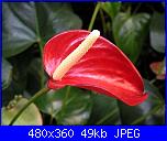 Cerco schema fiore anthurium-anthurrium%2520schezerianum-jpg