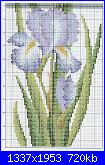 Cerco schema fiore iris-iris-1-2-jpg