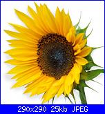 fiori-girasole-jpg