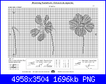 Calas Azules Guardare per credere.....-nasturzio-fiore1b_01-png