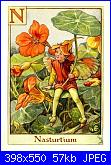 cerco piccolo elfo-nasturtium_flower_fairy-jpg