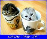 Questa mattina vi offro...-cuteoverload%5B1%5D-jpg