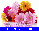 Simograndi: Ciao a tutti!!-istock-gerber-daisy-bunch-gif