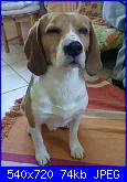 snoopy-beagle2-jpg