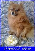 il mio  piccolo spitz-foto0393_001-jpg