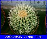 Piante grasse e dintorni-echinocactus-grusonii-6-10-05-jpg