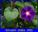 Regalo semi di -ipomoea blu'--ipomoea-purpurea-jpg