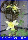 le mie aquilegie-aquilegia-gialla-jpg