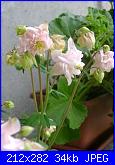 le mie aquilegie-aquilegia-rosa-jpg