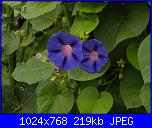 Regalo semi di -ipomoea blu'--1-jpg