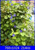 Regalo semi di -ipomoea blu'--2-jpg